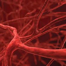 Stress-eiwit GRP78 betrokken bij astma en COPD én ILD