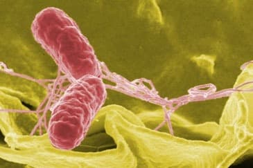 Duidelijke verschillen tussen microbioom bij AS en IBD