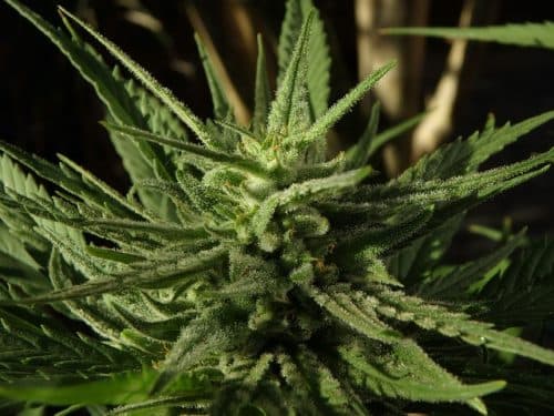 Exponentiële groei zoekopdrachten naar alternatieve therapieën bij artritis
