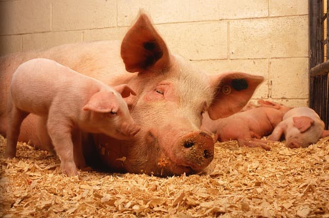 Face masks may protect hog farm workers and their household members from staph bacteria