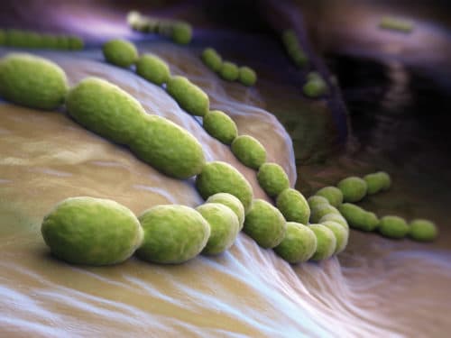 Pneumokokkenvaccinatie bij reumatische aandoeningen