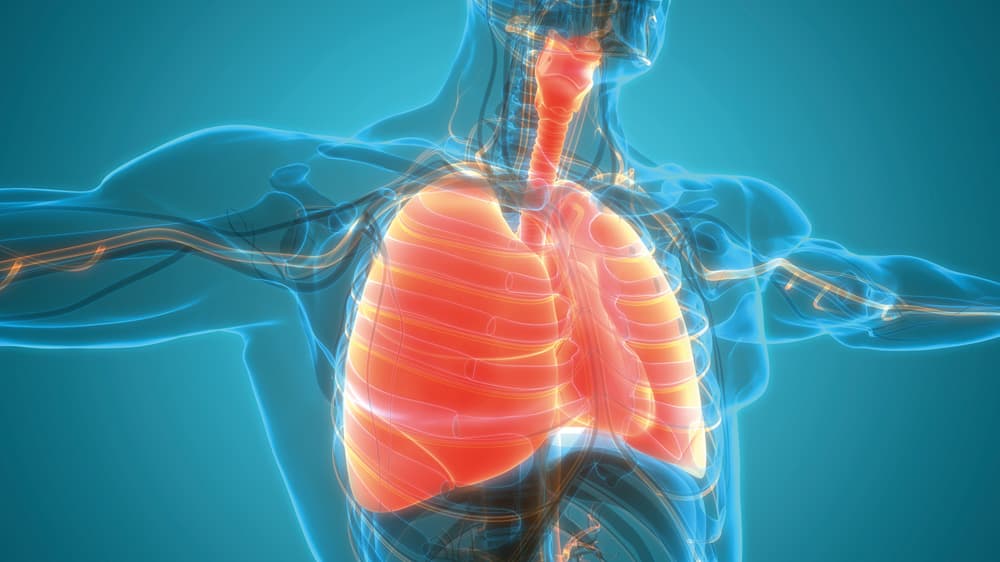 Bronchiëctasieën: een actueel gezondheidsprobleem